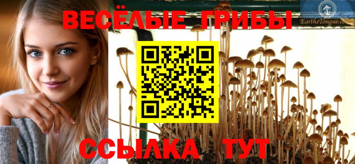 Галлюциногенные грибы Psilocybine cubensis Саранск
